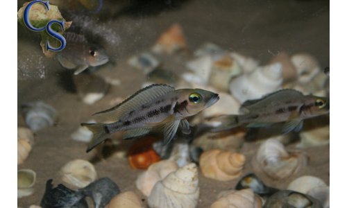 Neolamprologus furcifer